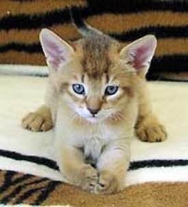 Chausie 1 - cat Breeds | კატის ჯიშები | katis jishebi