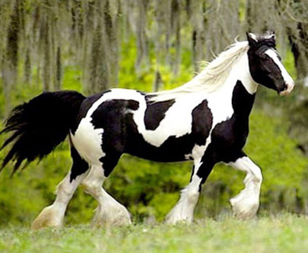 ცხენი American Bashkir - ის სურათი