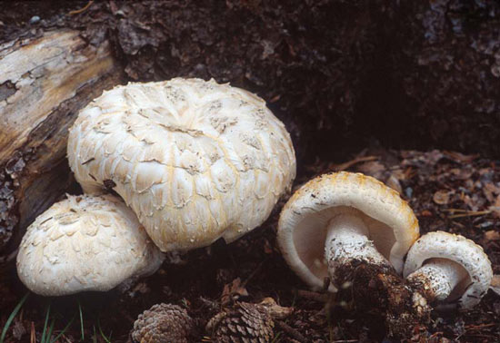 Lentinus ponderosus: Neolentinus ponderosus - Mushroom Species Images