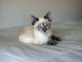 Colorpoint Shorthair 1 - cat Breeds | კატის ჯიშები | katis jishebi