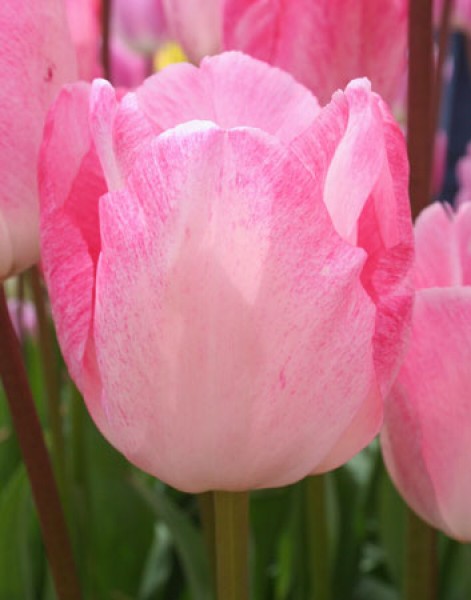 Gander's Rhapsody -                                                         Species Tulip| TITA | ტიტა                                                        