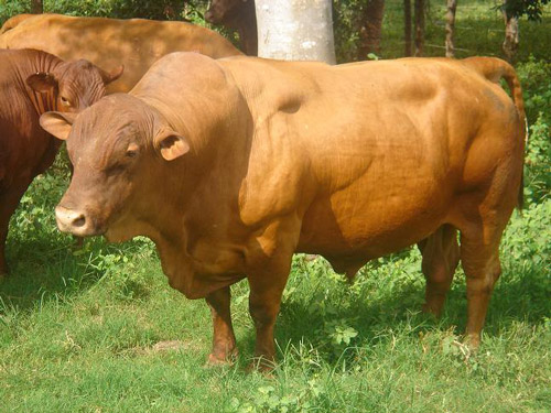 Senepol - COW BREEDS | DZROXIS JISHEBI | ძროხის ჯიშები