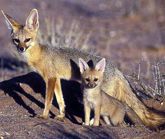 Cape Fox - fox species | melias jishebi | მელიას ჯიშები
