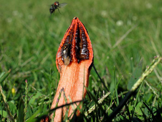 Lantern Stinkhorn: Lysurus mokusin - Mushroom Species Images