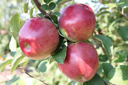 LindaMac - Apple Varieties