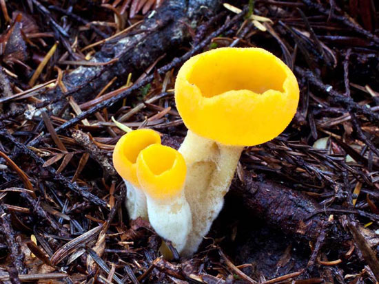 Sowerbyella rhenana - Mushroom Species Images