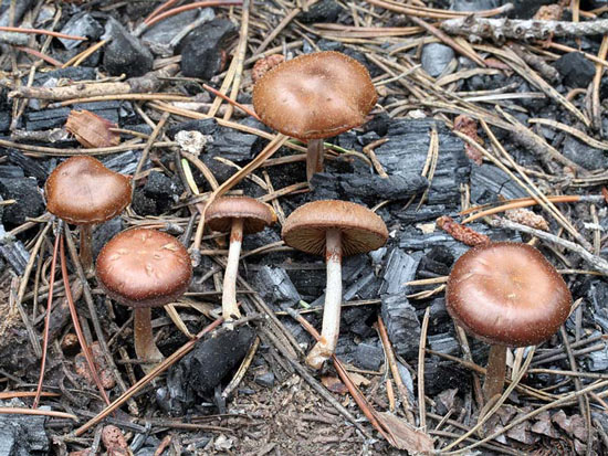 Pachylepyrium carbonicola - Fungi species | sokos jishebi | სოკოს ჯიშები