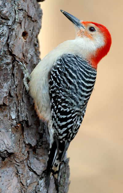 Red-bellied Woodpecker - Bird Species | Frinvelis jishebi | ფრინველის ჯიშები