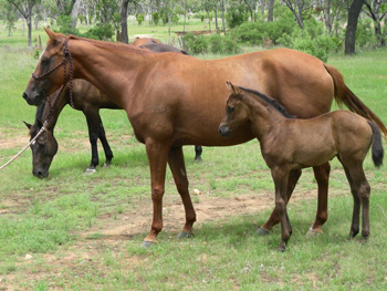 Australian Stock Horse 3 - cat Breeds | კატის ჯიშები | katis jishebi