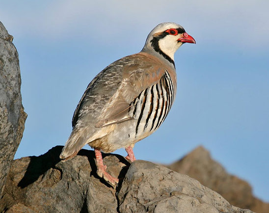 Chukar - Bird Species | Frinvelis jishebi | ფრინველის ჯიშები