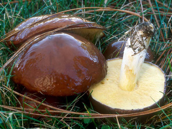 Suillus brevipes - Fungi species | sokos jishebi | სოკოს ჯიშები