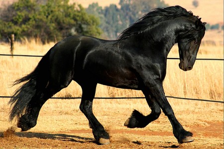Friesian 2 - horse Breeds | ცხენის ჯიშები| cxenis jishebi