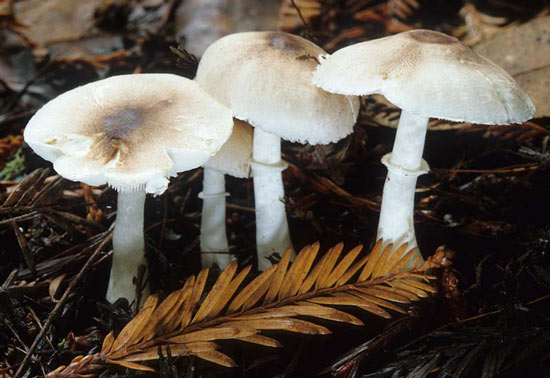 Lepiota rubrotincta: Leucoagaricus rubrotinctus - Mushroom Species Images