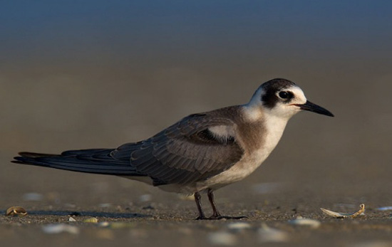 Black Tern - Bird Species | Frinvelis jishebi | ფრინველის ჯიშები