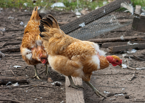 Naked Neck - chicken Breeds | ქათმის ჯიშები | qatmis jishebi