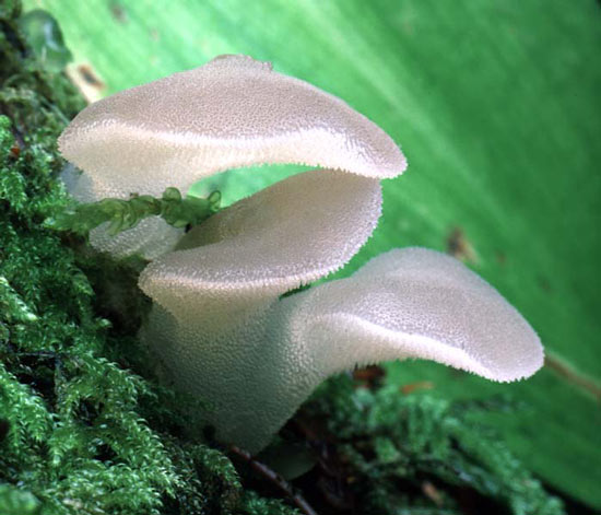 Toothed Jelly Fungus: Pseudohydnum gelatinosum - Mushroom Species Images