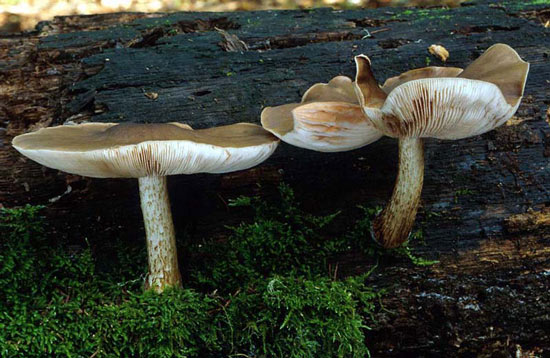 Pluteus cervinus - Mushroom Species Images
