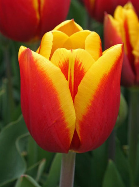 Kees Nelis -                                                         Species Tulip| TITA | ტიტა                                                        