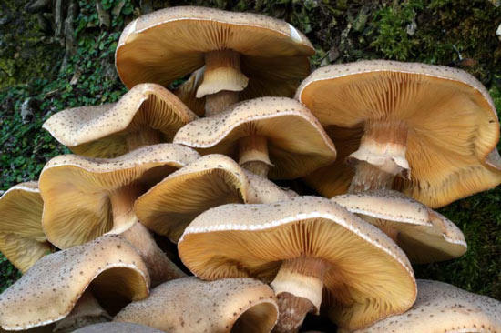 Honey Mushroom: Armillaria mellea - Mushroom Species Images