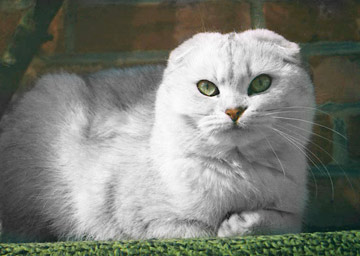 Scottish Fold 2 - cat Breeds | კატის ჯიშები | katis jishebi