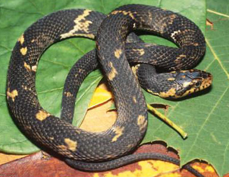 Nerodia fasciata - Southern Watersnake - snake species | gveli | გველი