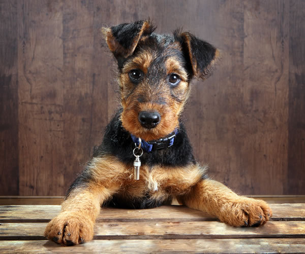 Airedale Miniature