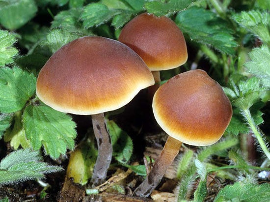 Macrocystidia cucumis - Mushroom Species Images