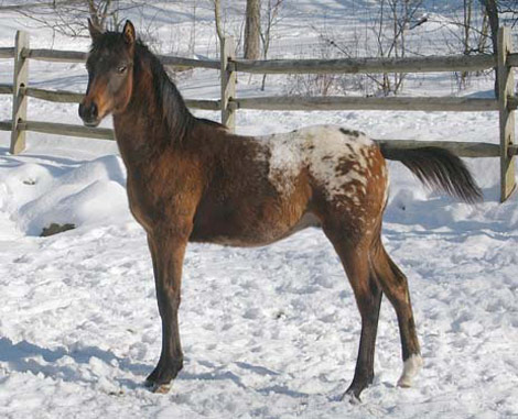 კატა AraAppaloosa Horse - ის სურათი