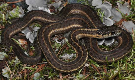 TERRESTRIAL GARTERSNAKE  <br /> Thamnophis elegans - snake species | gveli | გველი