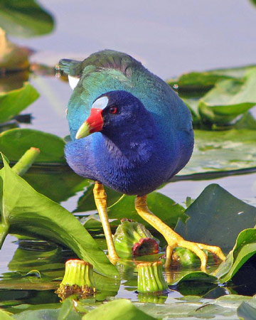 Purple Gallinule - Bird Species | Frinvelis jishebi | ფრინველის ჯიშები