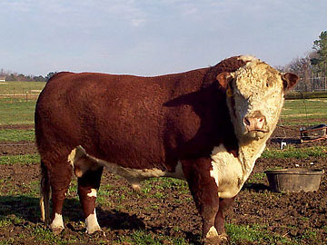 Hereford - COW BREEDS | DZROXIS JISHEBI | ძროხის ჯიშები
