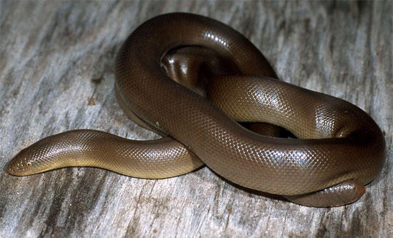 Charina bottae  - Northern Rubber Boa - snake species | gveli | გველი