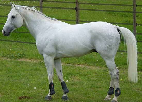 ცხენი Anglo-Arabian Horse - ის სურათი