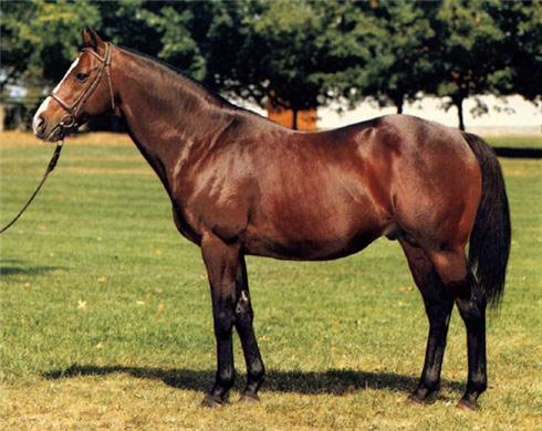 American Thoroughbred Horse - horse Breeds | ცხენის ჯიშები| cxenis jishebi
