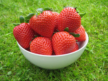 Cassandra - Strawberry Varieties