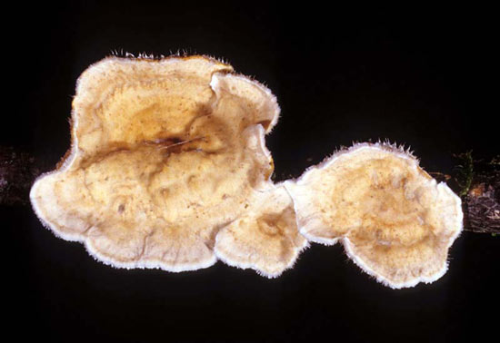 Stereum ochraceo-flavum - Mushroom Species Images