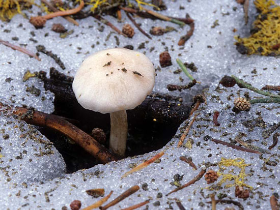 Hygrophorus goetzii  - Mushroom Species Images