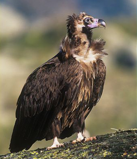 Black Vulture  - Bird Species | Frinvelis jishebi | ფრინველის ჯიშები