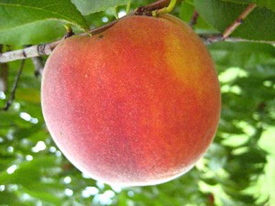 SummerFest - Peach Varieties