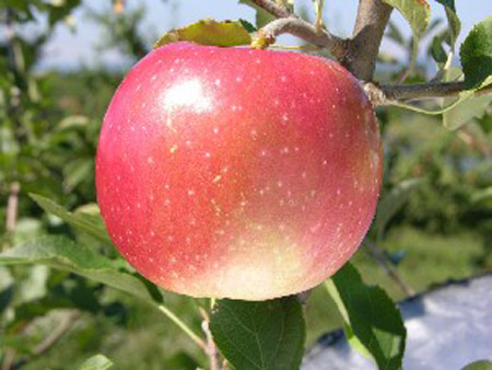 Querina - Apple Varieties