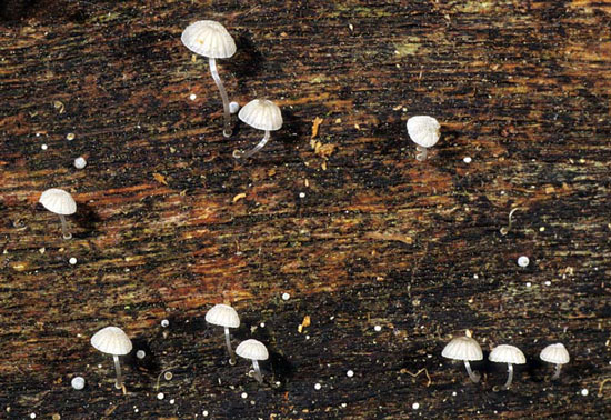 Mycena adscendens - Fungi species | sokos jishebi | სოკოს ჯიშები