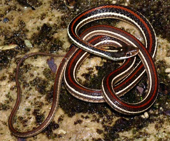 Thamnophis proximus rubrilineatus - Red-striped Ribbon Snake - snake species | gveli | გველი