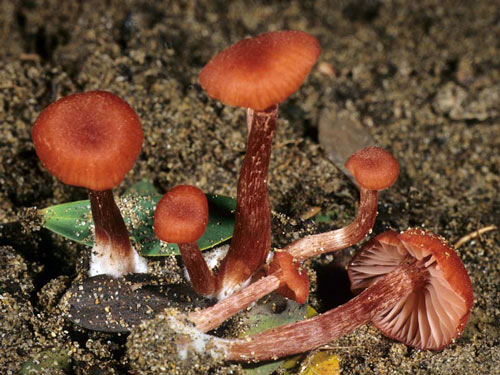 Laccaria fraterna - Fungi species | sokos jishebi | სოკოს ჯიშები