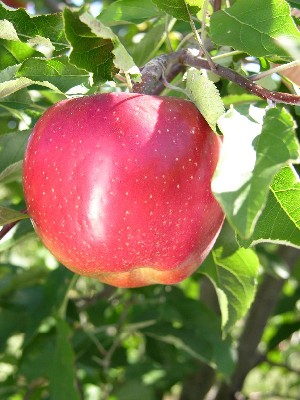 Melrose - Apple Varieties