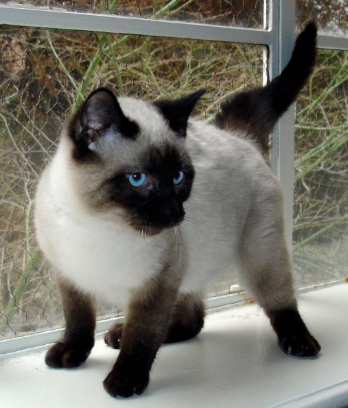 კატა Siamese - ის სურათი