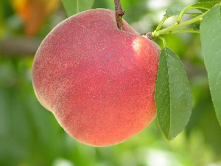 Country Sweet - Peach Varieties