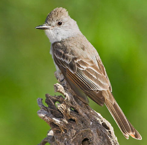 Ash-throated Flycatcher - Bird Species | Frinvelis jishebi | ფრინველის ჯიშები