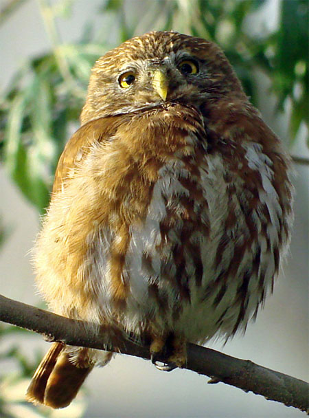 Ferruginous Pygmy-Owl - Bird Species | Frinvelis jishebi | ფრინველის ჯიშები