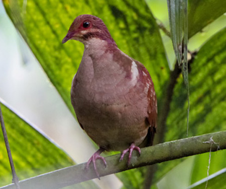 Ruddy Quail-Dove - Bird Species | Frinvelis jishebi | ფრინველის ჯიშები