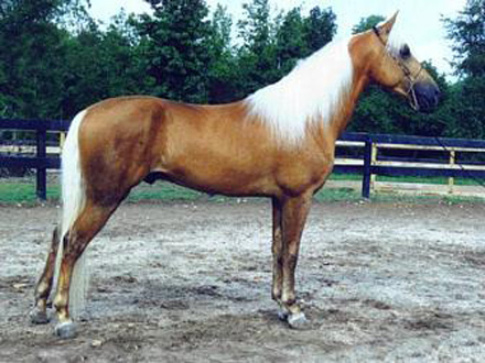 American Walking Pony - horse Breeds | ცხენის ჯიშები| cxenis jishebi